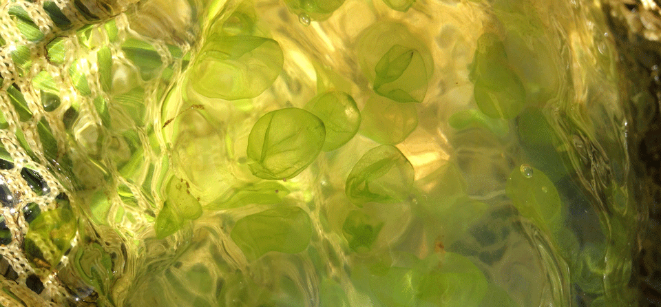 ambystoma maculatum (spotted salamander) egg mass with algae