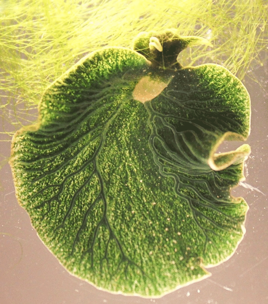 Elysia chlorotica - sea slug