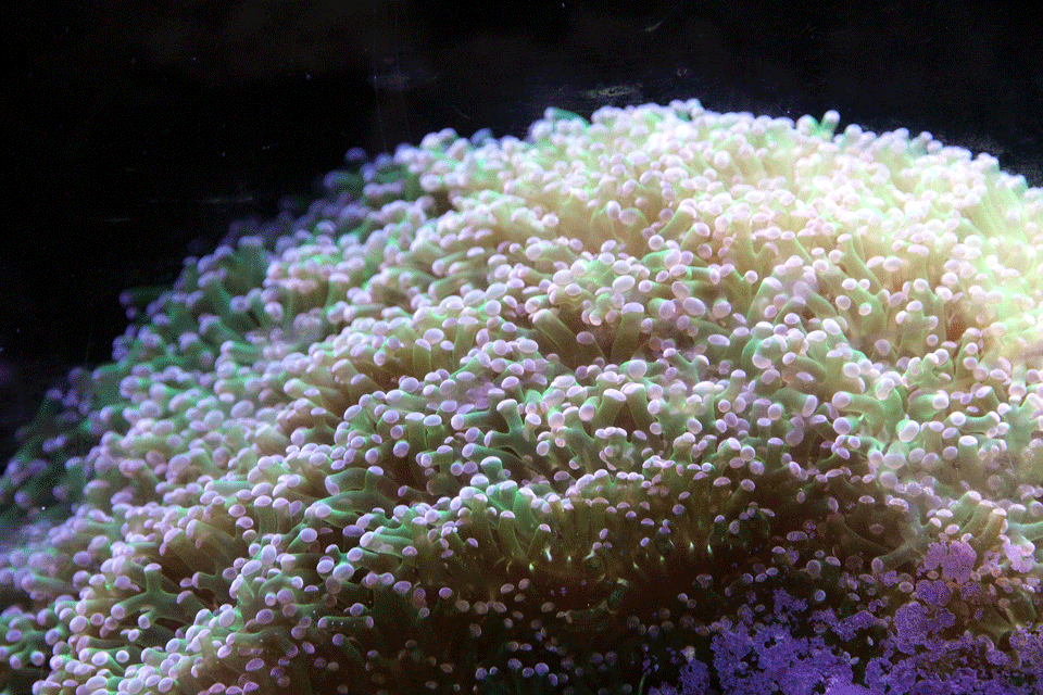 Euphyllia paraancora coral