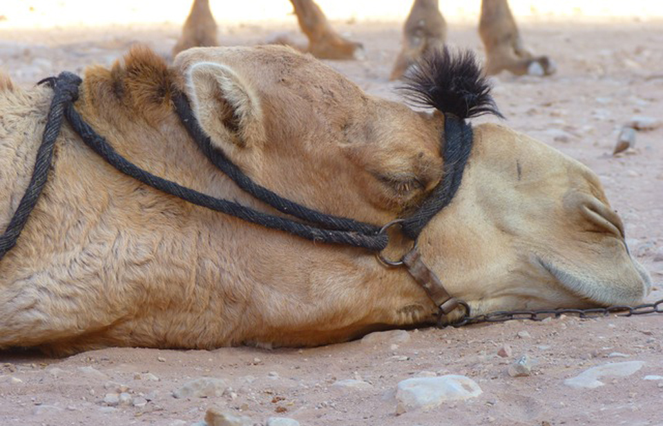 Tired Camel