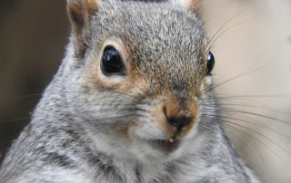 Squirrel closeup photographed by Francesca Glover