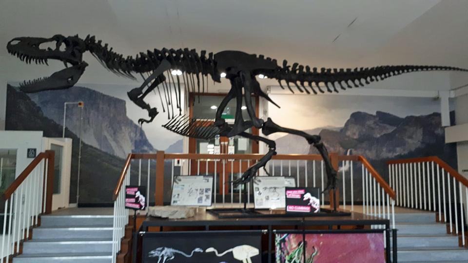 Dinosaur skeleton hung in the hallway at the university of Manchester