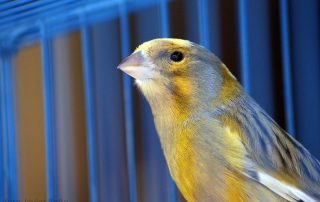 Canary in a blue cage