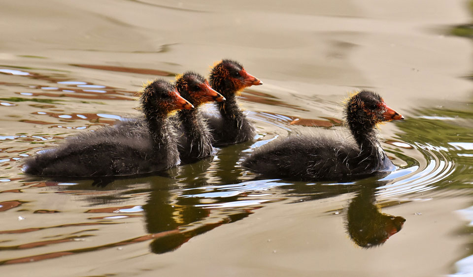Young coots on water, one coot leading the others