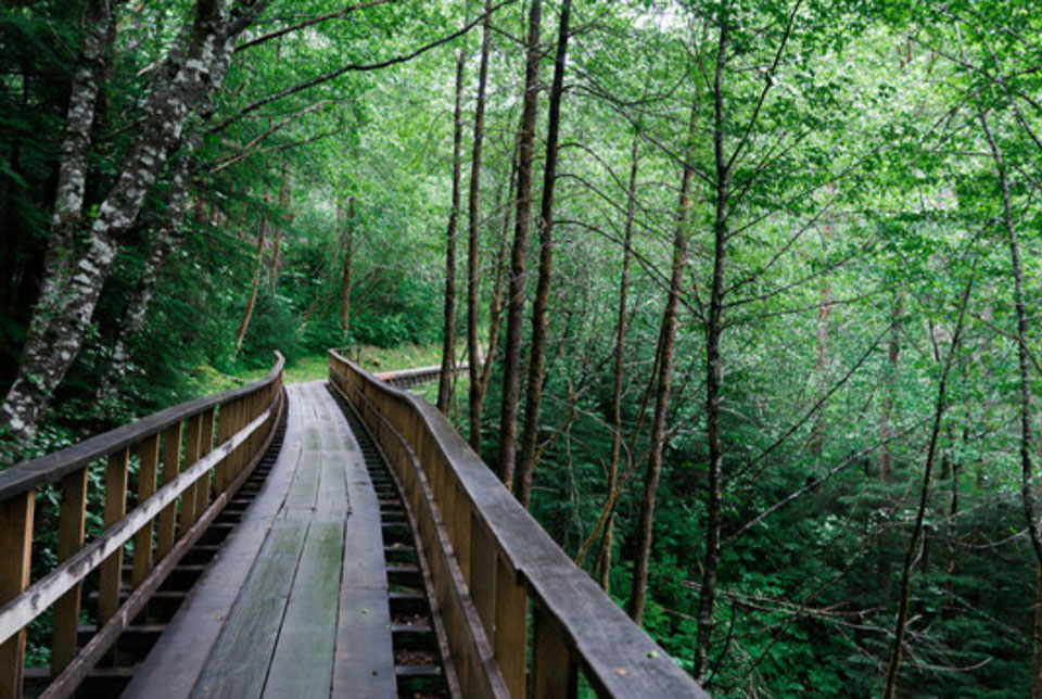 Wooden track framed by trees