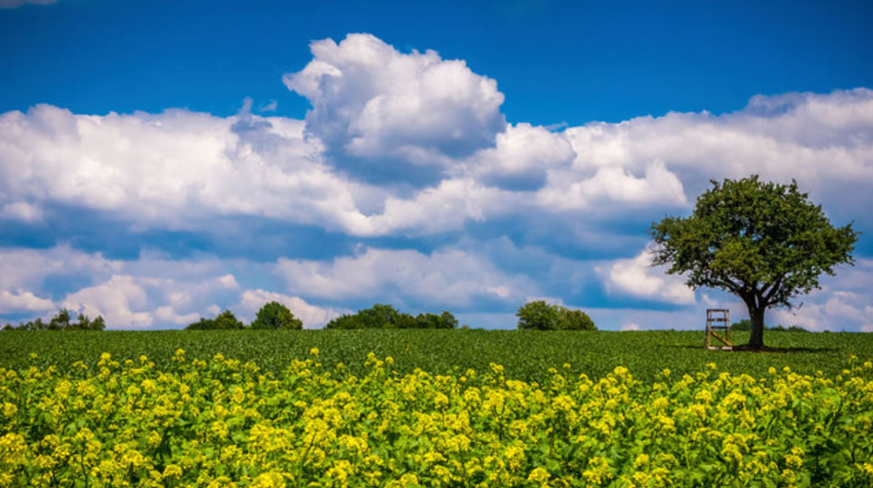 Landscape across a light, bright field with one tree