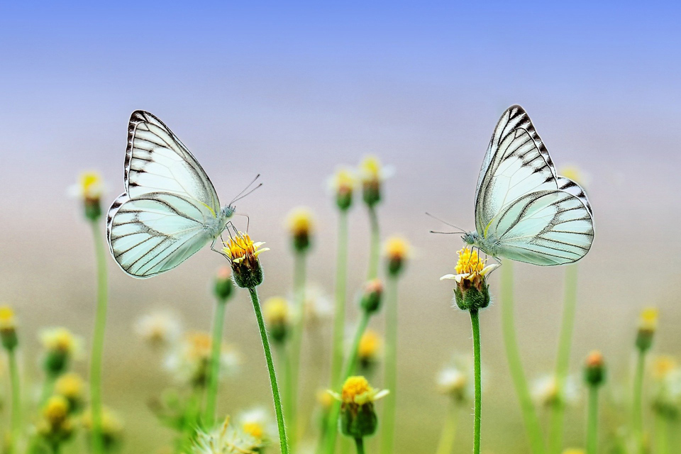 two butterfllies on a daisy