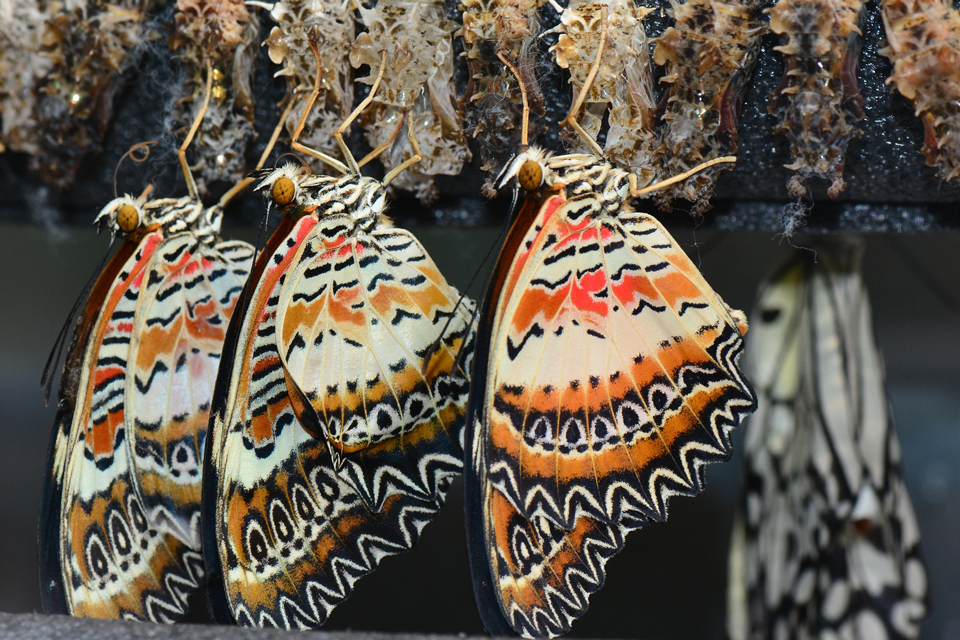 newly emerged butterflies hanging outside their cocoon