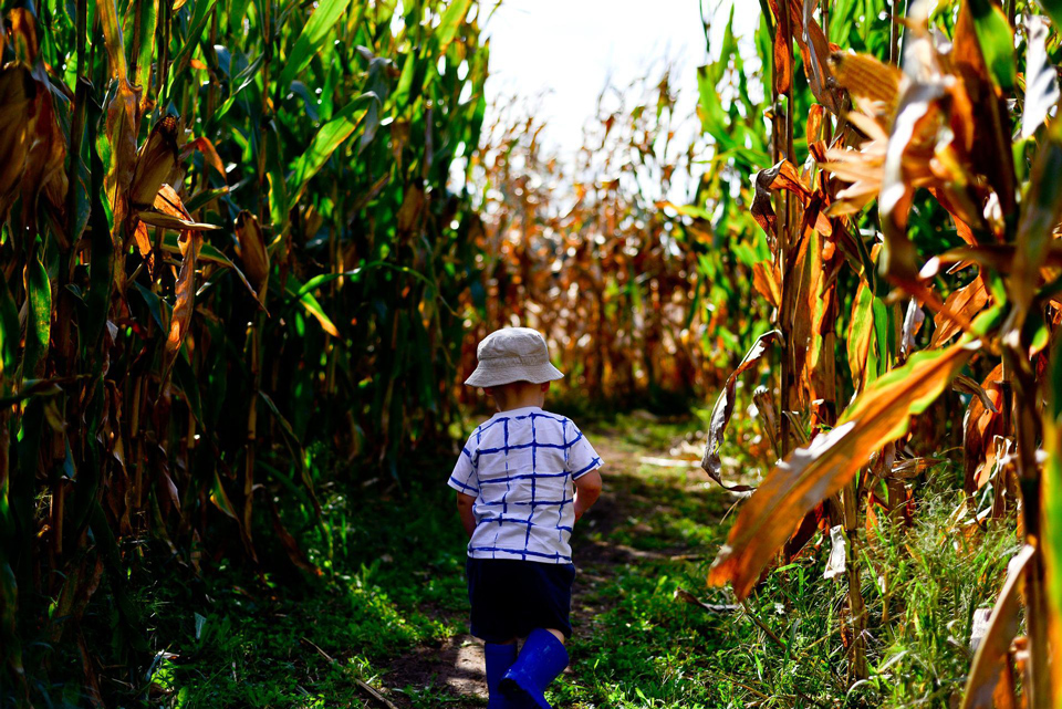 young child navigating a cornfield maze