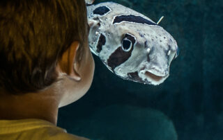 Boy staring at a fish in the aquarium